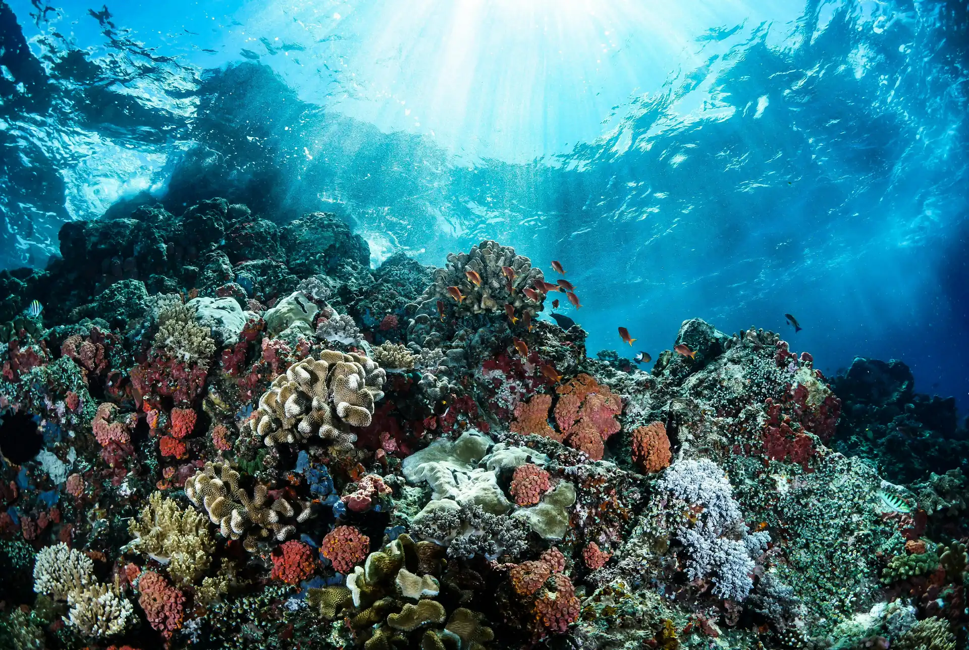 Great Barrier Reef