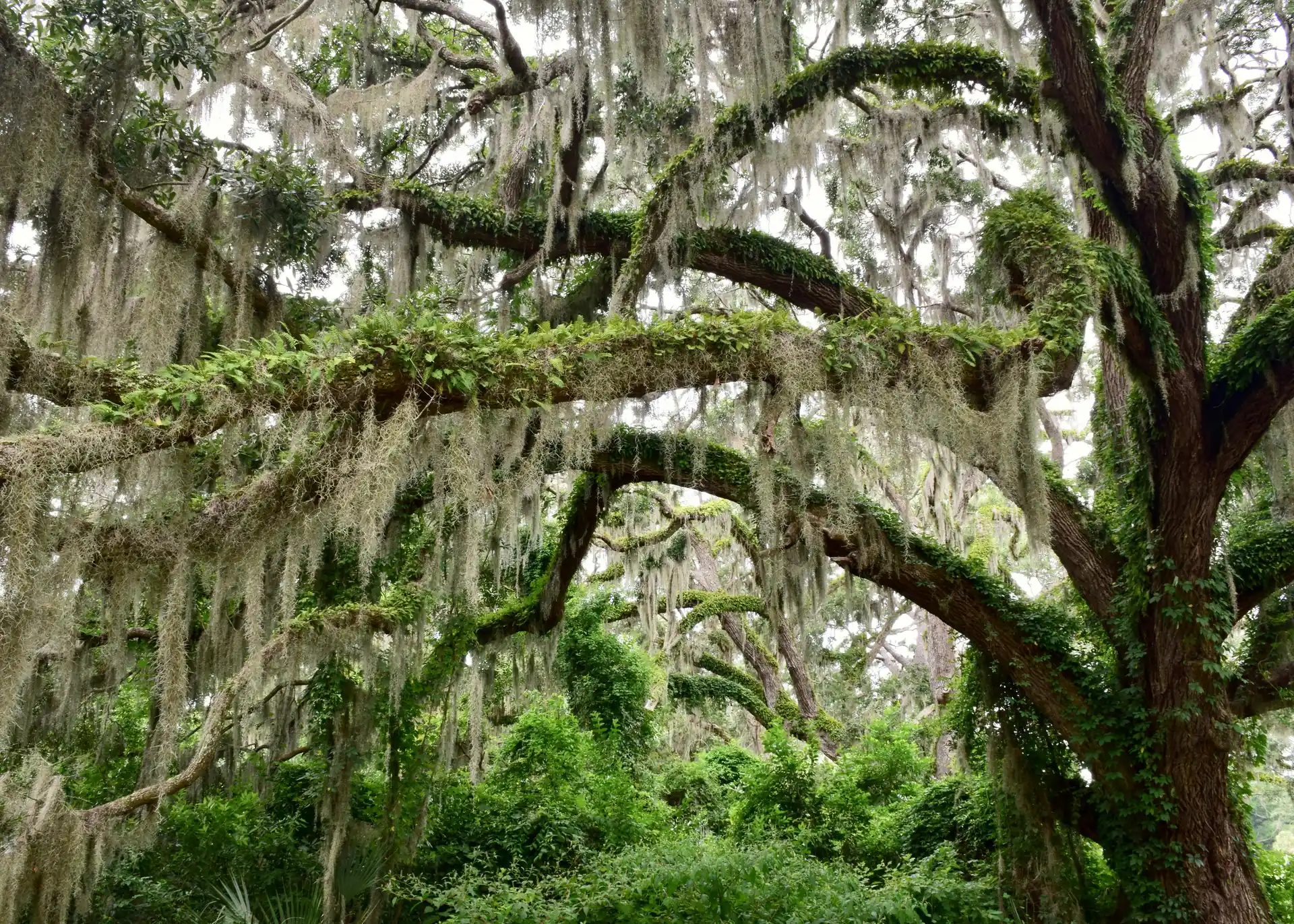 Hilton Head